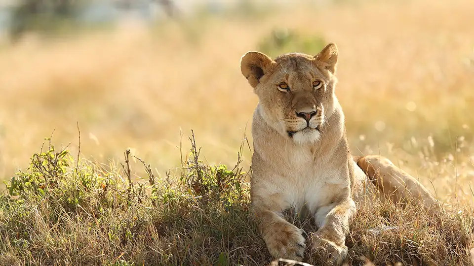 Is it good or bad when dreaming about a lioness? Lets decode this mysterious dream together!