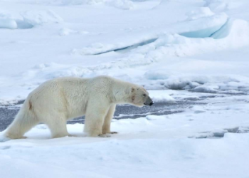 Connect with Your Polar Bear Spirit Animal: Simple Steps (Learn How to Find Your Spirit Guide)
