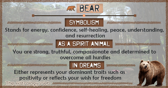Spiritual Meaning of Bear: What Does It Mean When You Dream About a Bear?