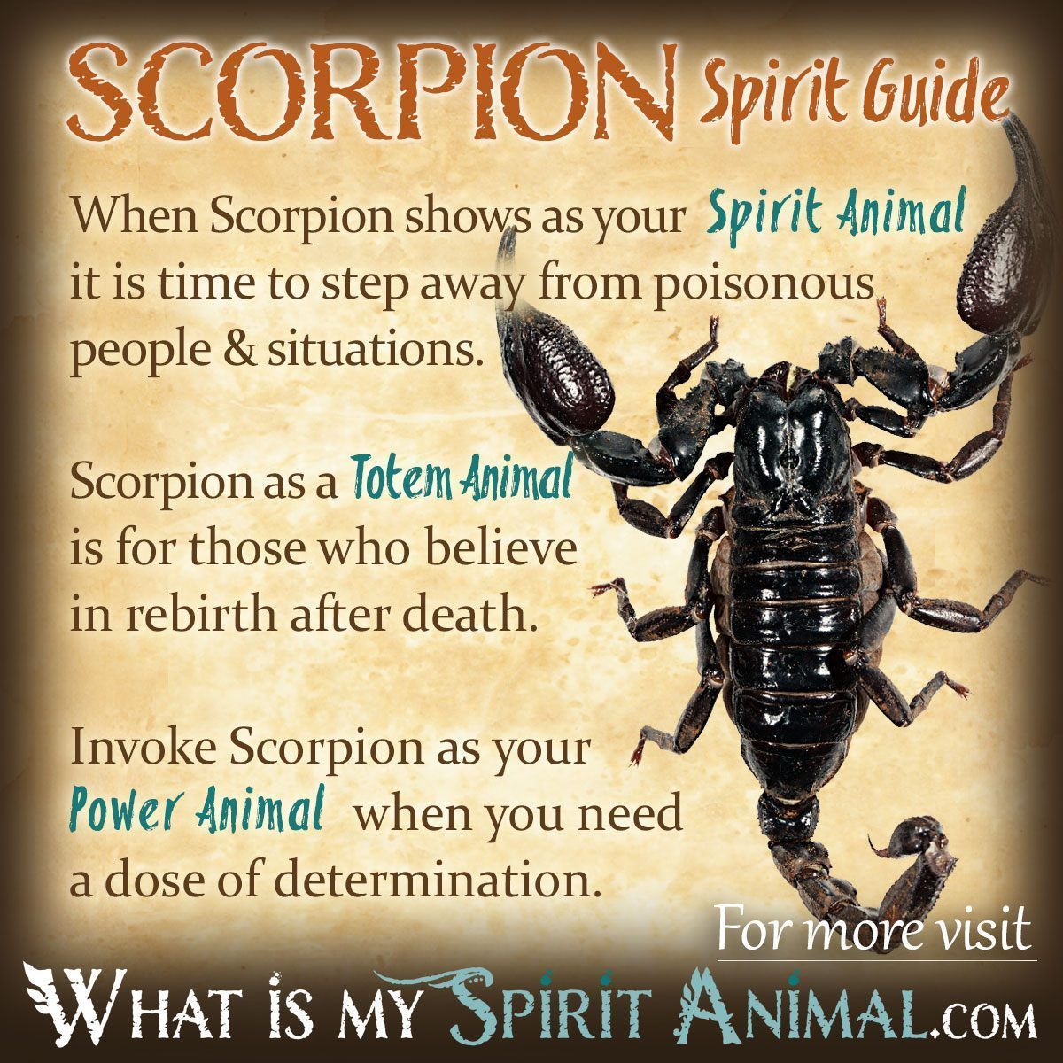 The Spiritual Meaning of Animals Biting Your Rings Explained