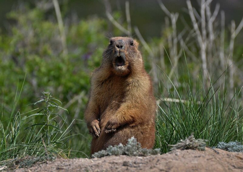 Groundhog Spiritual Meaning: Understand what this animal means for your life!