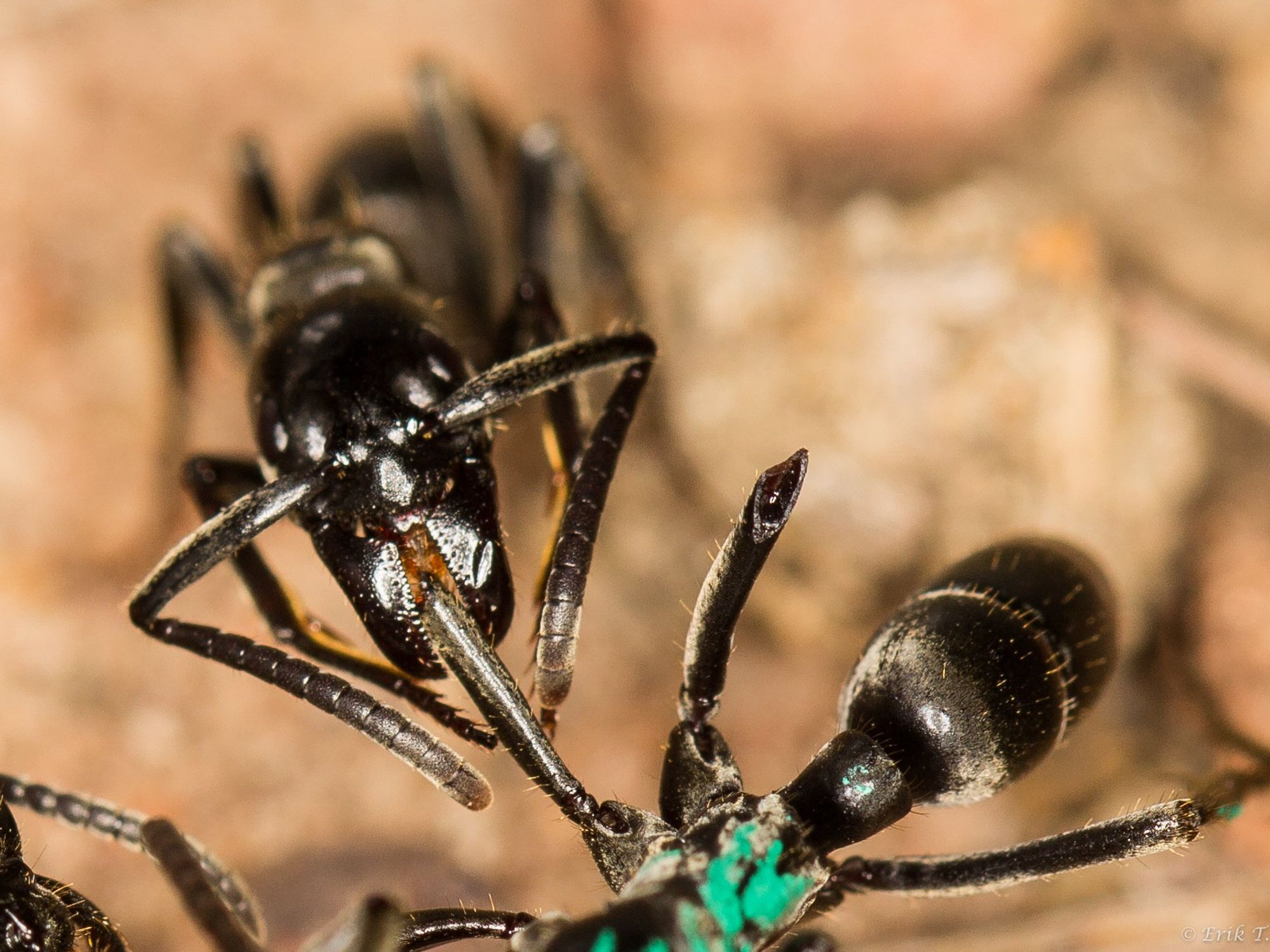 Ant Animal Medicine Options? (Heres How to Choose the Right Treatment)