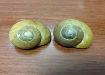 Understanding Snail Symbolism: Whats the Deeper Meaning? Explore Its Spiritual Significance.