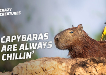 Capybara Meaning in Life: Finding Your Inner Peace Like the Worlds Largest Rodent