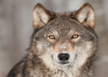 Whats a spirit totem bear? Learn how to find and connect with your power animal now.