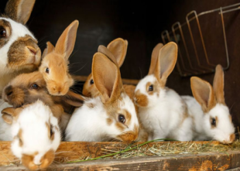 Animal Meanings Rabbit: Is It a Sign of Fertility?  Find Out What It Really Means!