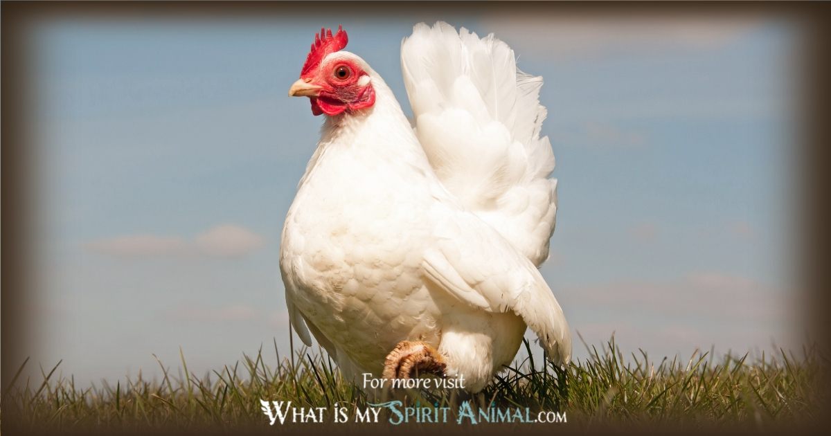 Is the Chikin a Spirit Animal? Learn About Its Spiritual Meaning!