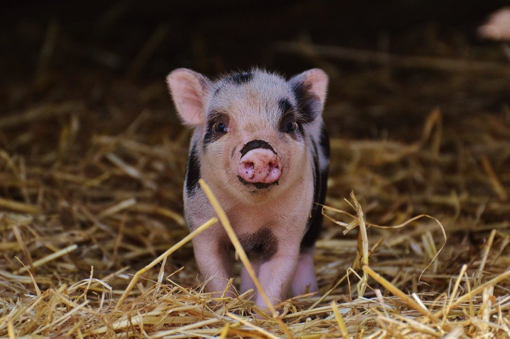 Pigs Appearing a Lot? Its a Sign! Learn the Symbolism of Pigs in Your Life.