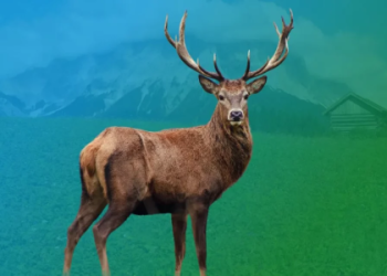 Badger Spirit Animal: Is It a Good or Bad Omen?