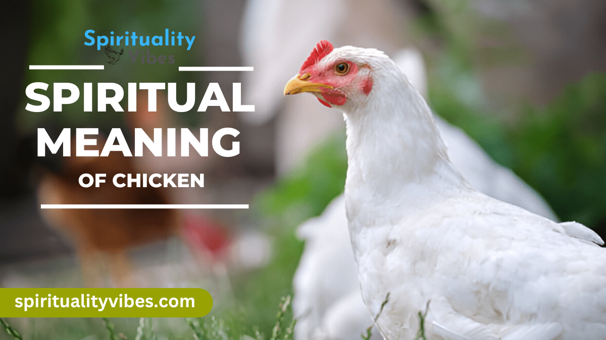 Chicken Spiritual Meaning! Learn the Surprising Symbolism!
