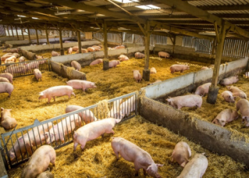 Pigs Appearing a Lot? Its a Sign! Learn the Symbolism of Pigs in Your Life.