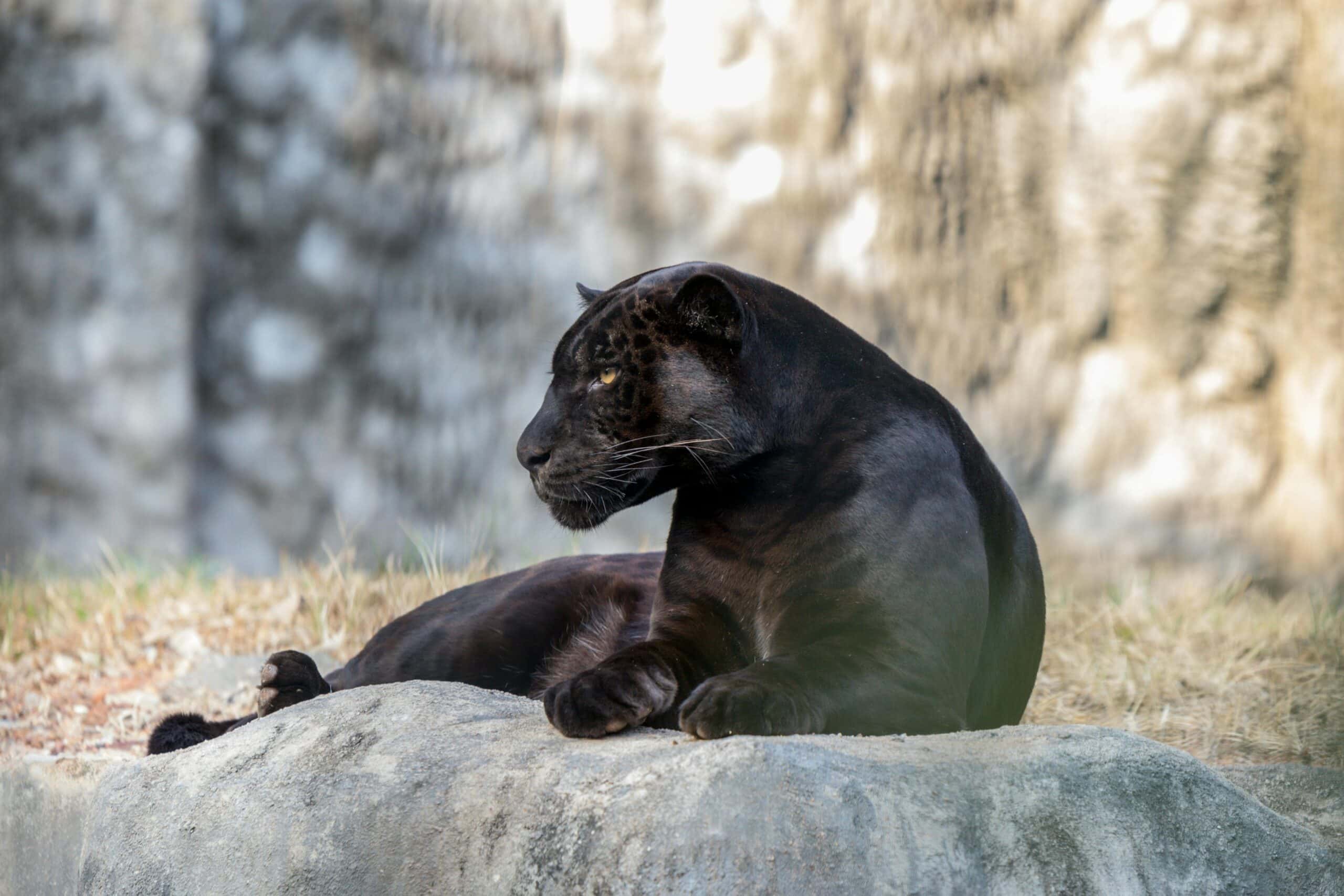Black Jaguar Symbolism: Exploring the Meaning of This Big Cat