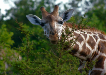 Quick Answer: What Do Giraffes Symbolize in Different Cultures.