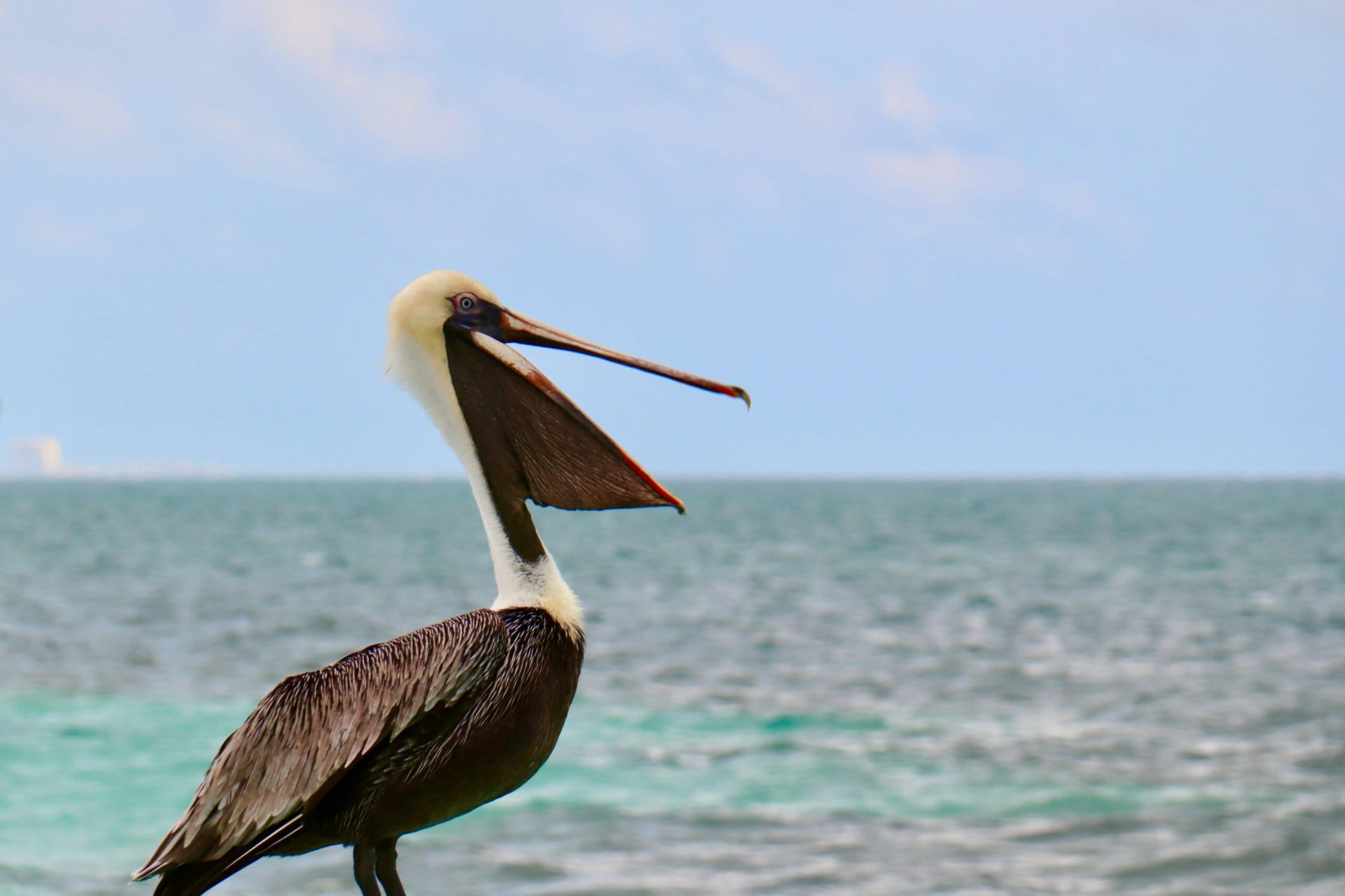 Pelican Symbolism: What Does This Bird Really Mean?