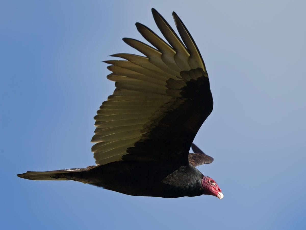 Is the Vulture Spirit Animal good or bad? Get The Facts!