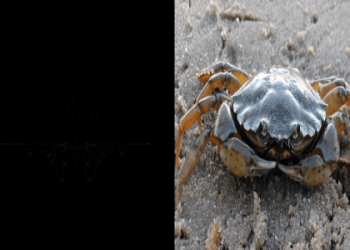 What Do Crabs Symbolize in Dreams? Find Out Here! (Crabs in a Dream Meaning)