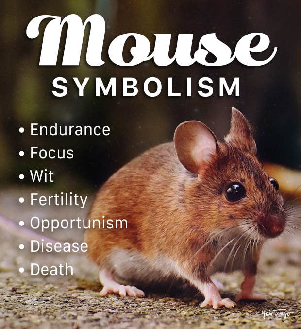 Spiritual Meaning of Mouse: Simple Signs & Symbolism Explained!