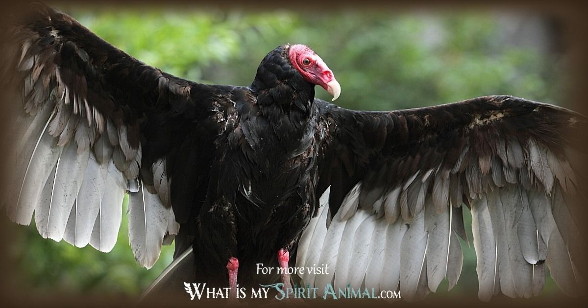 Buzzard Spiritual Meaning: How Can This Bird Help You with Transformation? (Quick Tips)