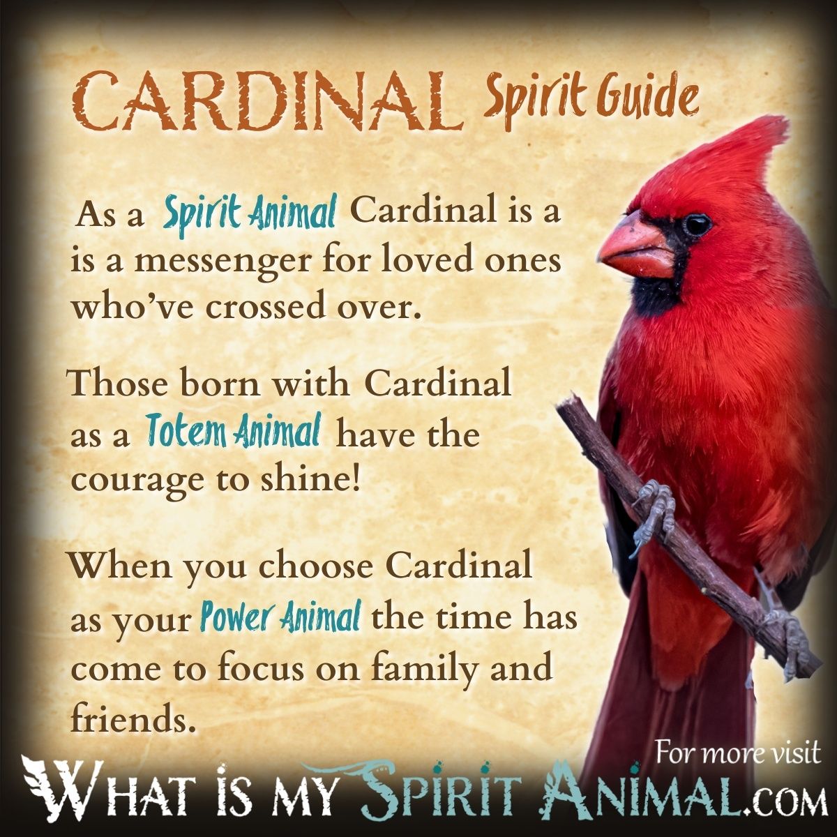 Cardinal Totem Meaning: Simple Guide to Symbolism & Power