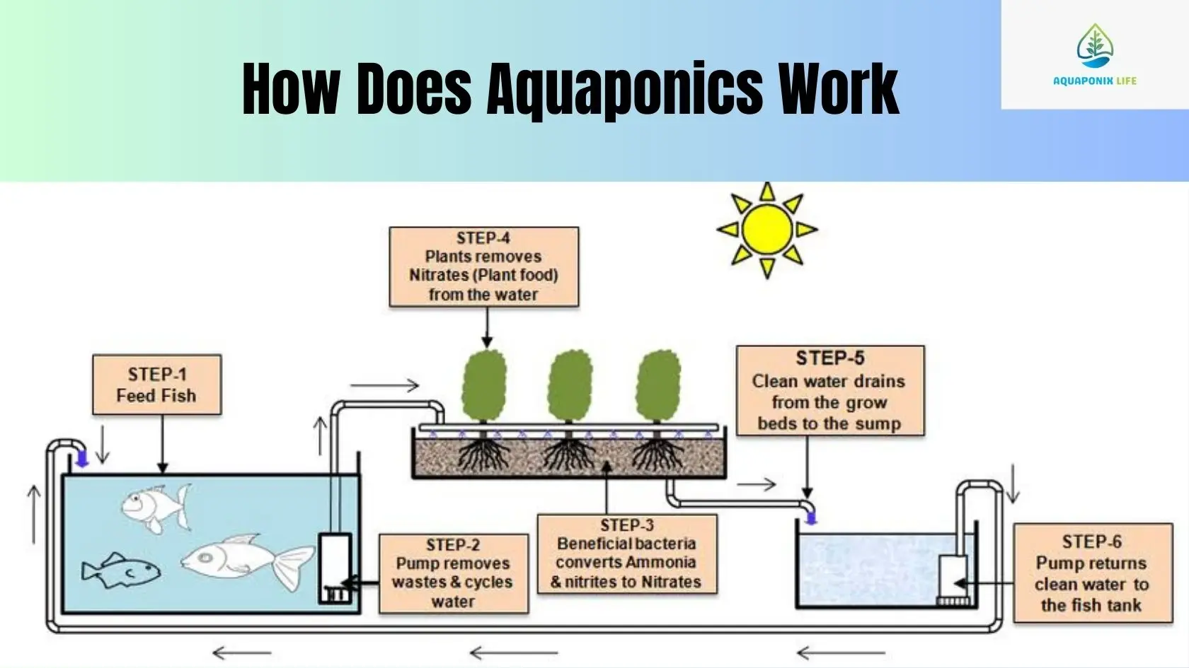 What is Aquariss and How Does it Work (Simple Guide for Beginners)