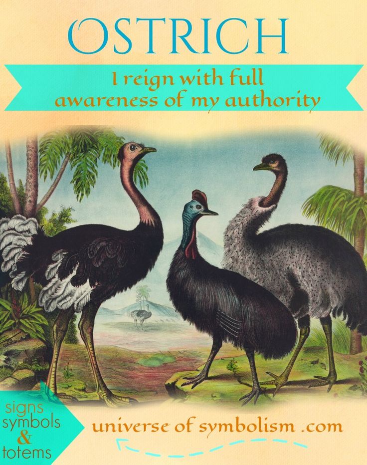 Ostrich Spiritual Meaning and Symbolism: A Comprehensive Guide.