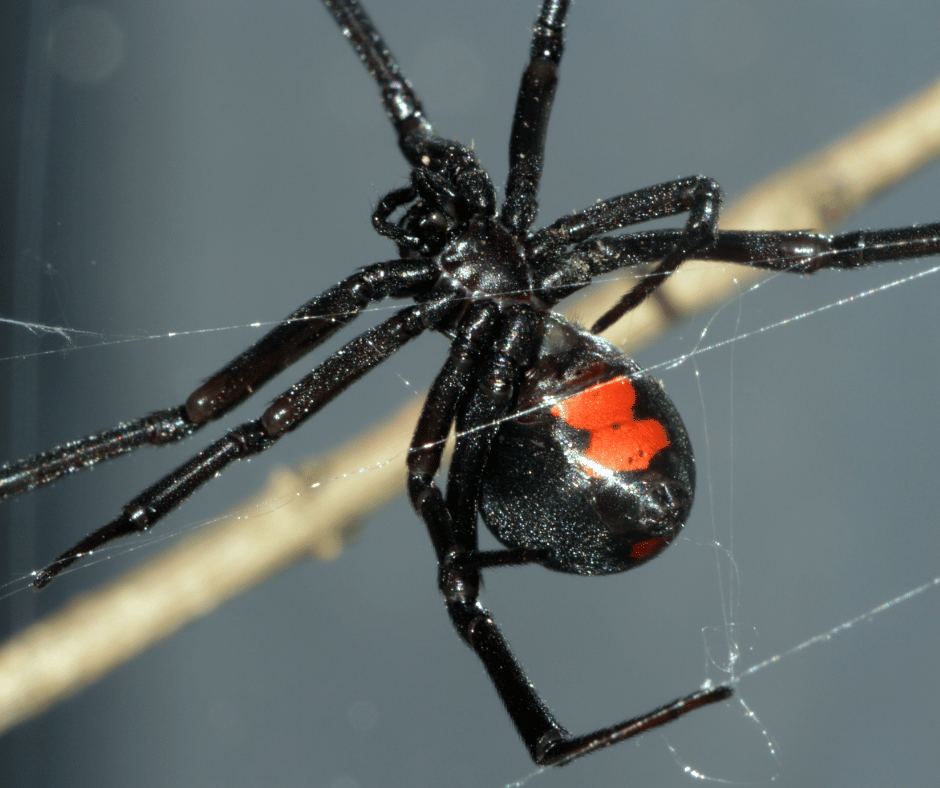 Dream of a Black Widow Spider: Whats the Spiritual Significance?
