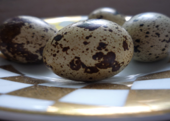 Quail Spiritual Meaning and Symbolism: A Simple, Clear Explanation