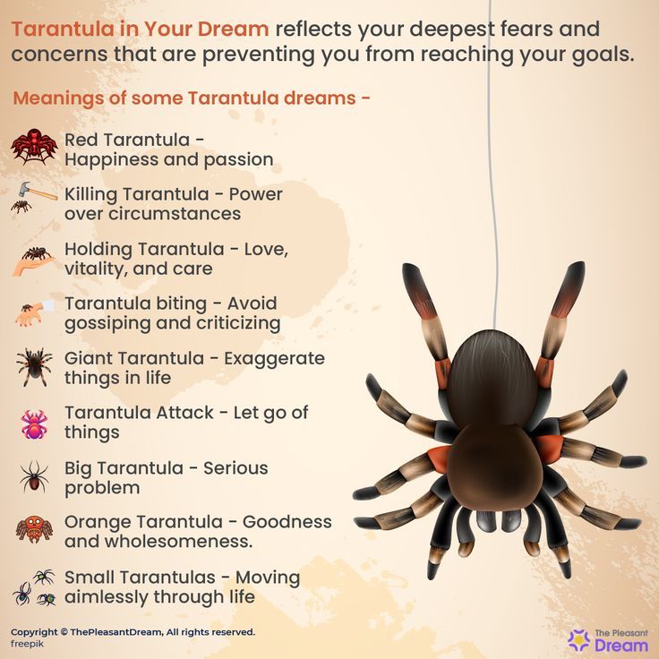 Had a Tarantula Dream? Simple Explanations and Common Interpretations!