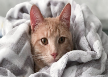 Help! I Had a Dream Where All Animals Were Attacking Me!