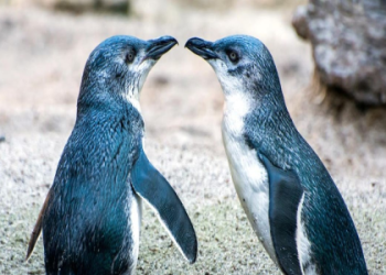 Penguin Spirit Animal Meaning: What Does It Mean If A Penguin Is Your Spirit Animal?