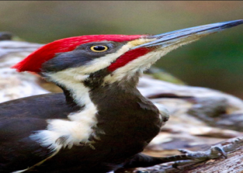 Woodpecker Animal Totem: A Guide to Understanding.
