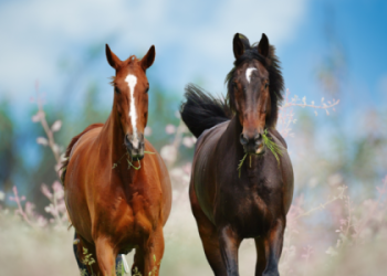 What Dreaming of Horses Could Mean for Your Life?