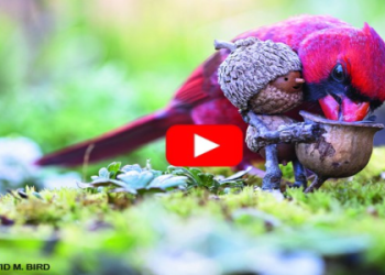 Cardinal Power Animal: How to Connect With It! Discover the Secrets of this Bird!