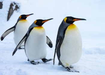 Discover the Power of Penguin Spirit in Your Daily Life