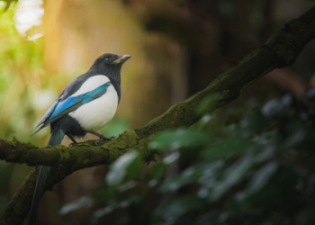 Buzzard Spiritual Meaning: How Can This Bird Help You with Transformation? (Quick Tips)