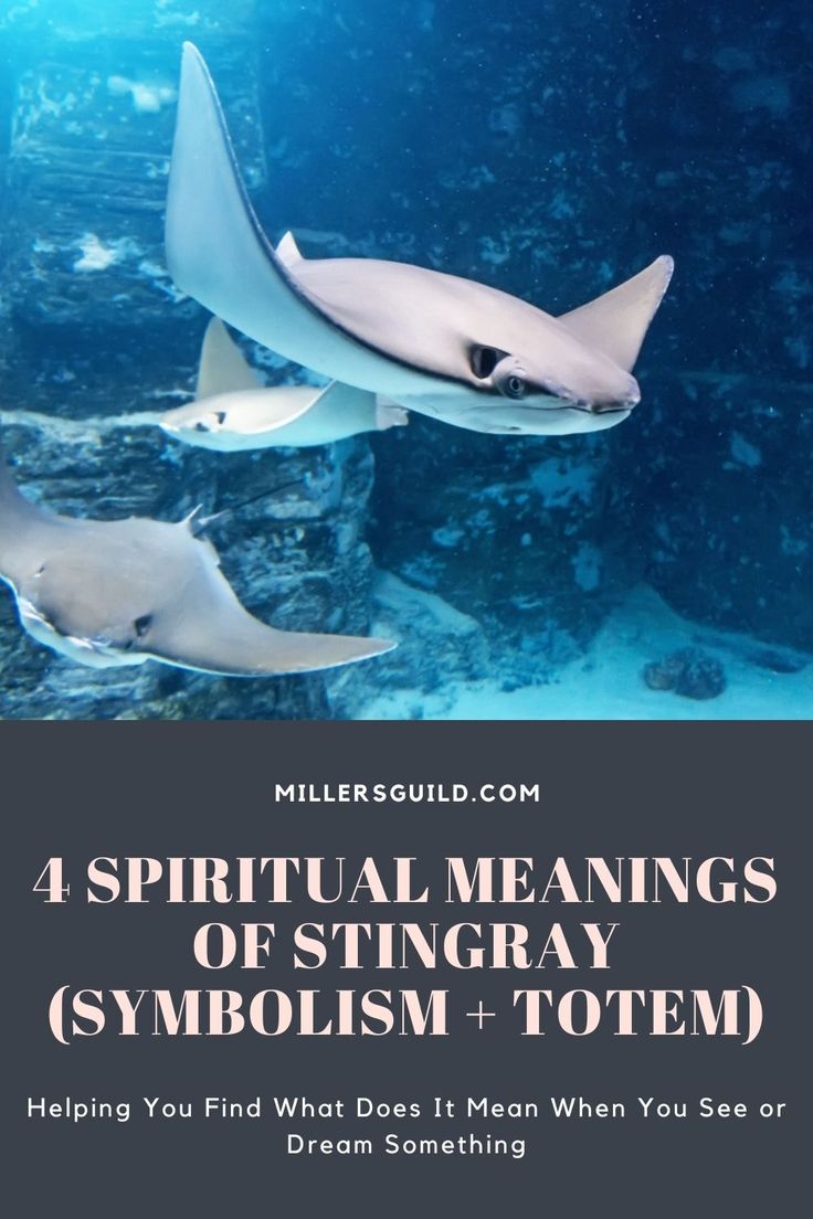 Stingray Spiritual Meaning: What Does It Mean When You See One?