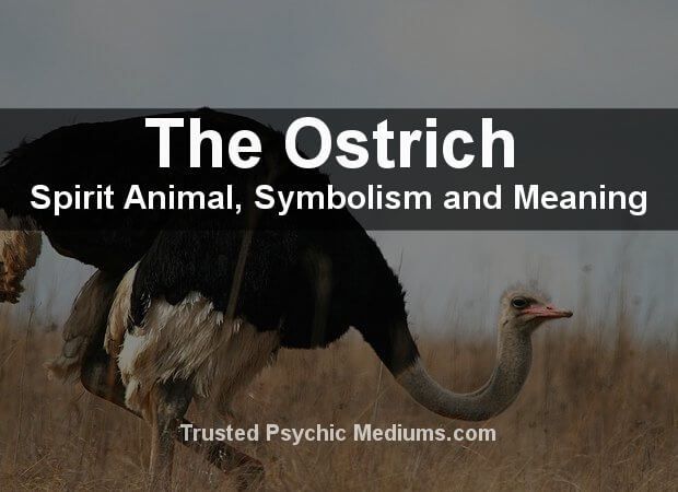 Ostrich Spiritual Meaning and Symbolism: A Comprehensive Guide.