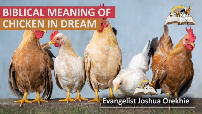 Spiritual Meaning of a Chicken: Find out What It Means in Your Life