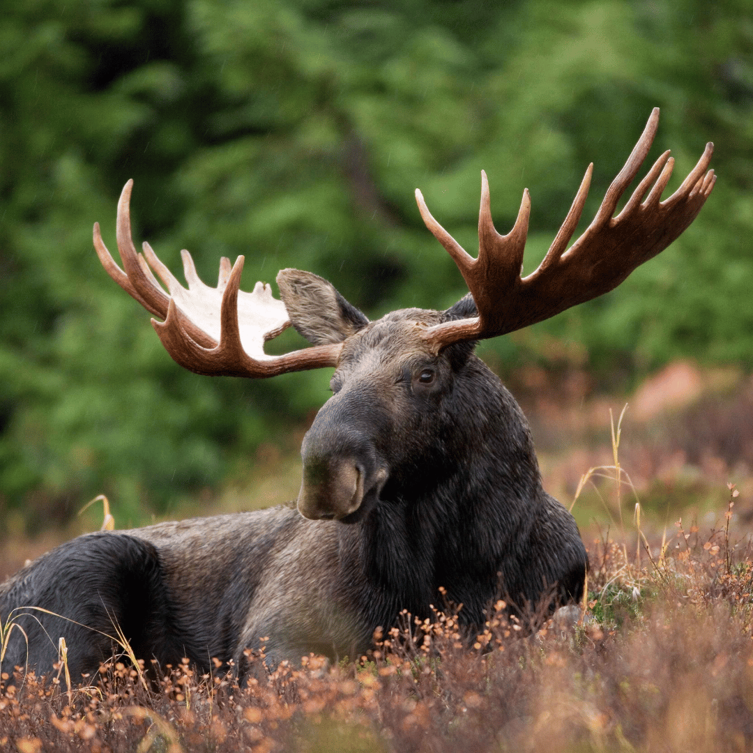 Discover the Spiritual Meaning of a Moose - Easy Tips!