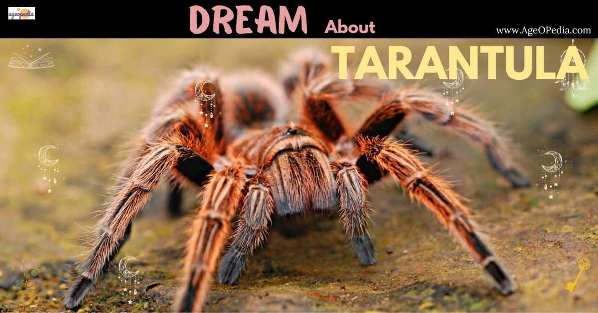 Had a Tarantula Dream? Simple Explanations and Common Interpretations!