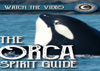 Killer Whale Symbolism and Their Meanings: A Guide to Orca Symbolism