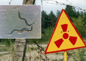 Had a Worm Dreaming? Discover the Secret Meaning here!