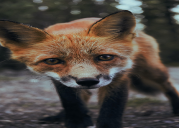 Spirit Animal Buffalo Meaning and How It Can Transform Your Journey.