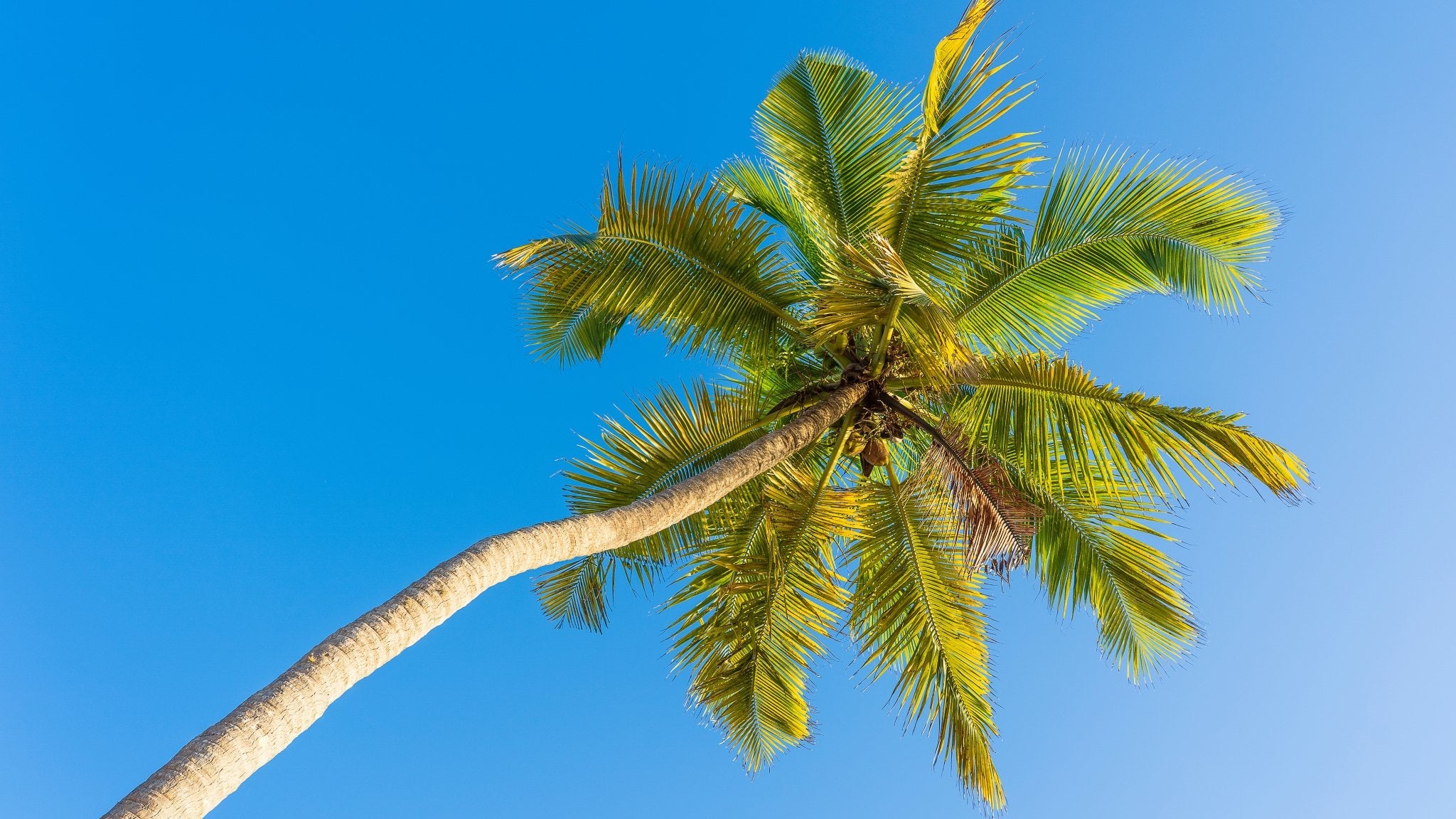 Palm Tree Symbolism: What Does It Mean (Easy Guide)