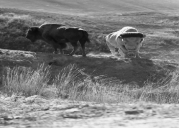 What Does a Buffalo Represent? (Easy Guide to Buffalo Totem Meaning.)