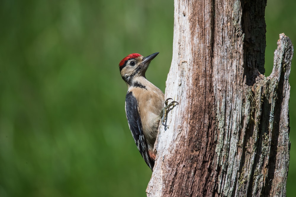 Woodpecker Animal Totem: A Guide to Understanding.