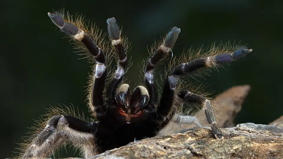 Seeing Tarantulas in Dreams? Discover the Hidden Meanings Now!