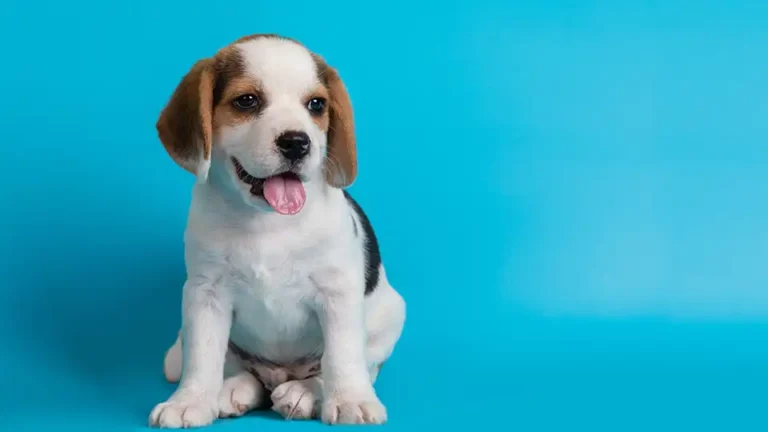 Puppy Dream Meaning: Common Interpretations & Symbolism
