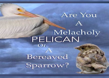 Pelican Symbolism: What Does This Bird Really Mean?
