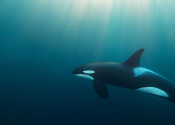 Orca dream meaning: What does it mean when you see orcas?